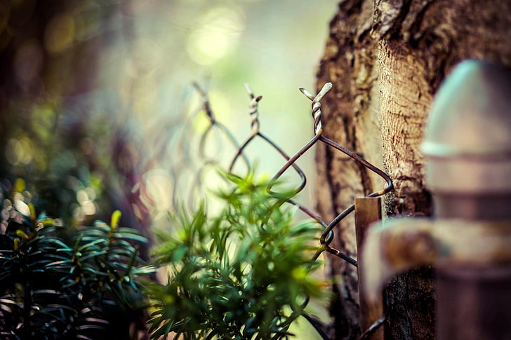 gray steel chain link fence, selectric photography of green leaf plant, depth of field, fence, bokeh, wood, macro, sea, HD wallpaper