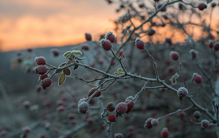 Bush, branches, fruits, red fruit plant, branches, frost, fruits, bush, autumn, HD wallpaper