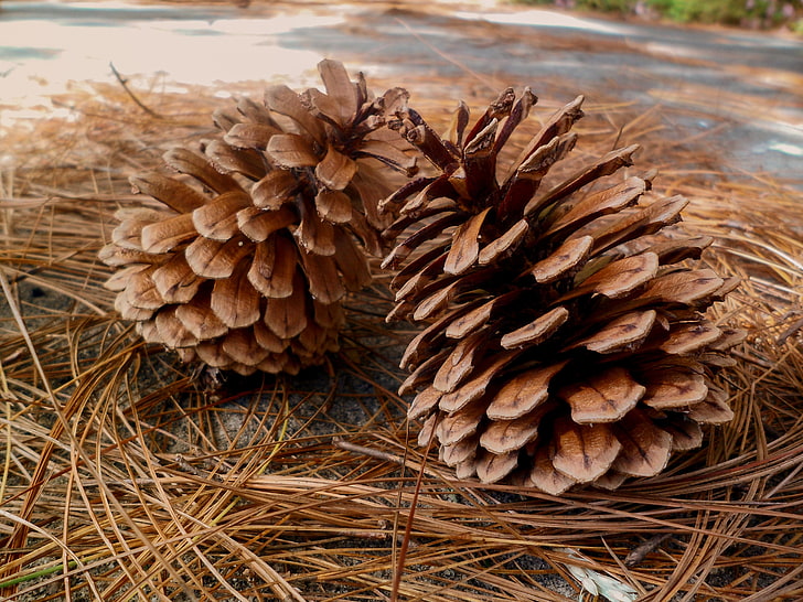 two brown pine cones, pine, cones, needles, HD wallpaper