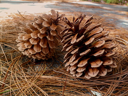two brown pine cones, pine, cones, needles, HD wallpaper HD wallpaper
