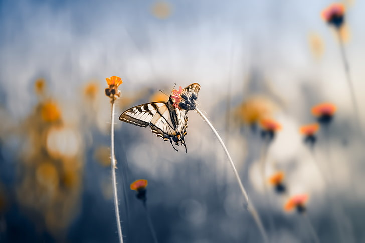 Makro, Insekt, Schmetterling, Natur, Pflanzen, HD-Hintergrundbild