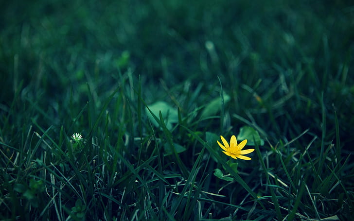 ธรรมชาติมาโครดอกไม้หญ้า, วอลล์เปเปอร์ HD