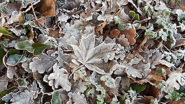 cold, ice, winter, leaves, HD wallpaper