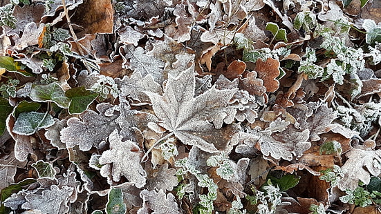 cold, ice, winter, leaves, HD wallpaper HD wallpaper