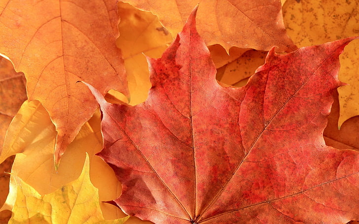 maple leaves, leaf, maple, dry, HD wallpaper