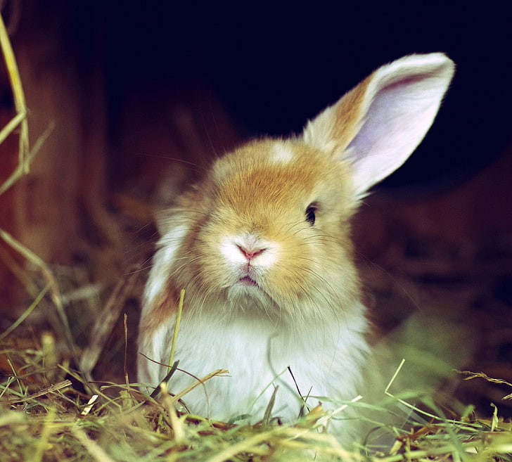 animali, conigli, Sfondo HD