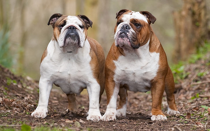 two brown-and-white English bulldogs, dogs, bulldogs, couple, leaves, thick, HD wallpaper