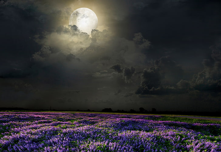 lavender plants, field, flowers, night, the moon, lavender, HD wallpaper