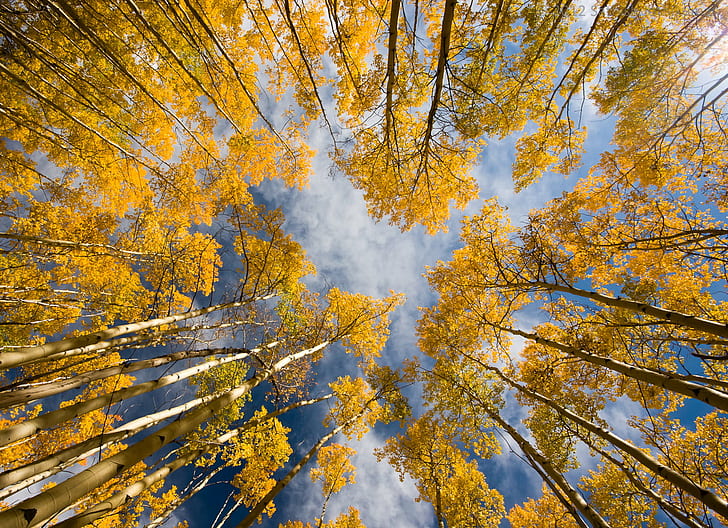 low angle photo of yellow leaf trees during daytime, Splendour, low angle, photo, yellow, leaf, trees, daytime, fall colors, fall foliage, national forests, new mexico, sangre de cristo mountains, santa fe national forest, Sony DSLR A700, Sigma, 20mm, F4, nature, tree, autumn, forest, outdoors, season, landscape, scenics, gold Colored, sky, HD wallpaper