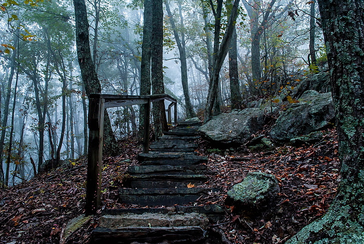 коричневая деревянная лестница, осень, туман, камни, лес, лестница, HD обои