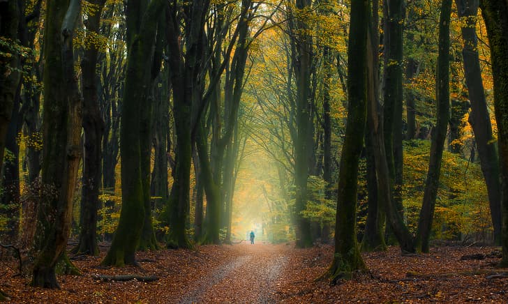 otoño, bosque, árboles, gente, Países Bajos, hojas caídas, Fondo de pantalla HD