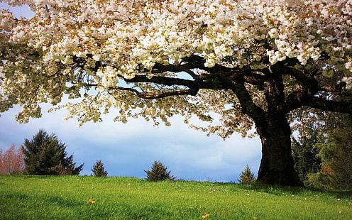 cerezo, flor, naturaleza, primavera, Fond d'écran HD HD wallpaper