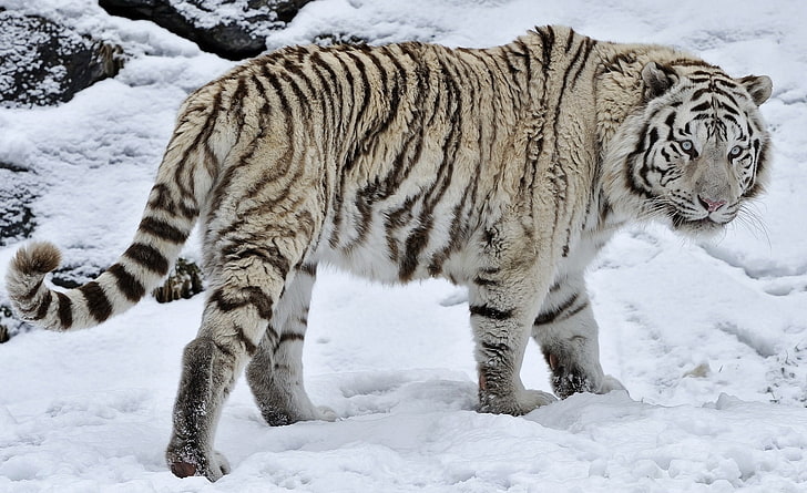 Белый тигр на снегу, коричневый и черный тигр, животные, дикие, HD обои