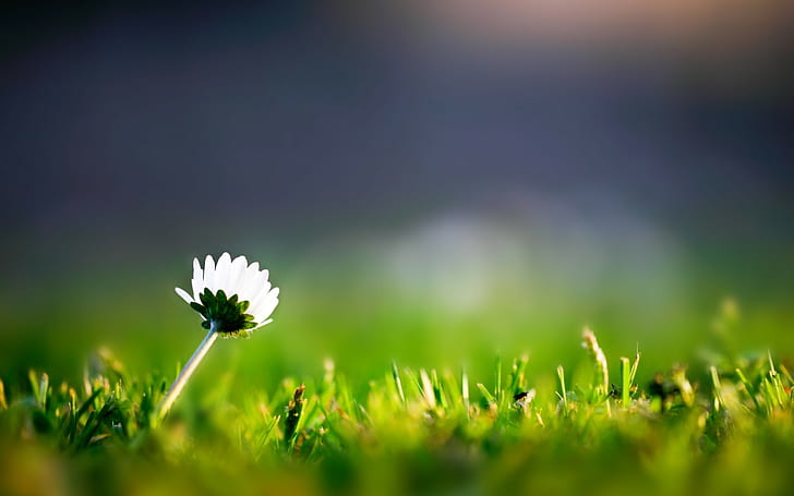 Макро цветна трева HD, природа, цвете, макро, трева, HD тапет