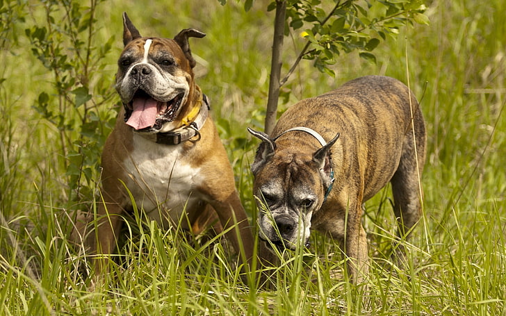 two short-coated brindle dogs, dog, couple, grass, walk, HD wallpaper