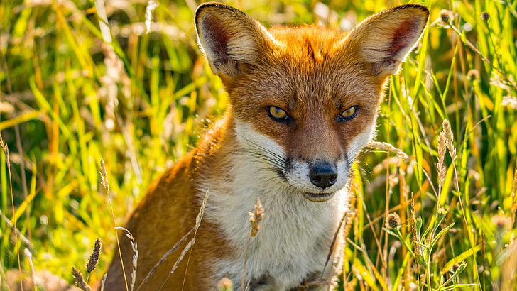 fox, wildlife, red fox, face, whiskers, cunning, cunning fox, HD wallpaper