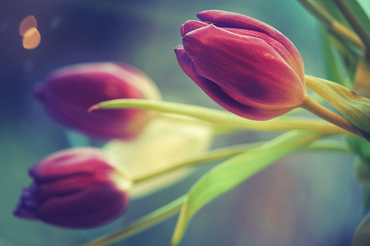 tulipas, flores, três, borrando, HD papel de parede