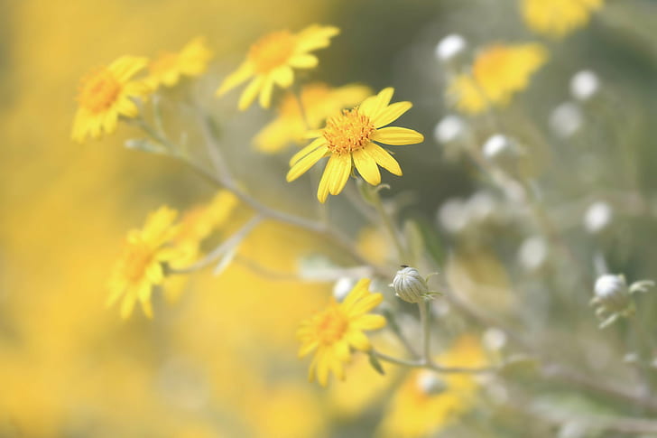 assorted yellow daisy flowers during daytime, Summer, Colour, yellow daisy, flowers, daytime, gardens, garden, nature, yellow, flower, plant, outdoors, close-up, HD wallpaper