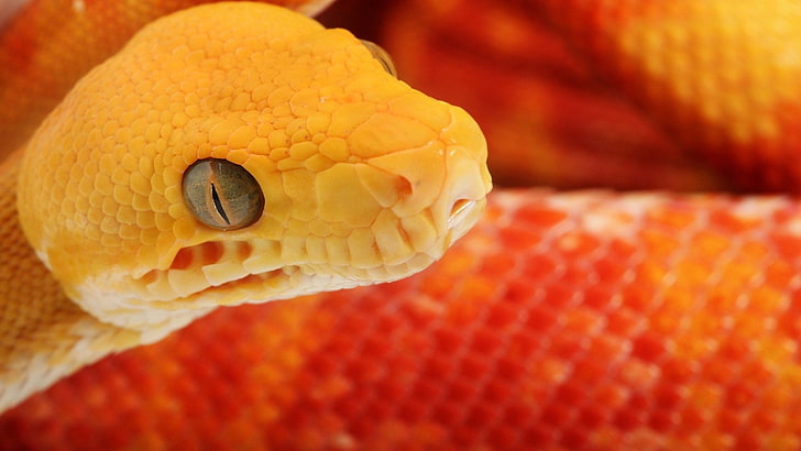 pitón amarillo, reptiles, serpiente, Fondo de pantalla HD