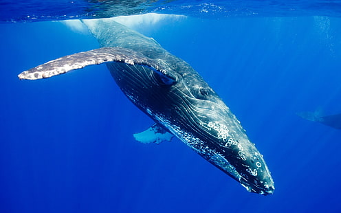 blue whale, nature, underwater, wildlife, animals, whale, HD wallpaper HD wallpaper