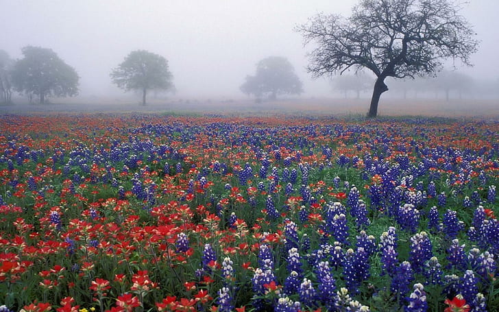 Foggy Field Of Wildflowers, fields, nature, bluebonnets, flowers, nature and landscapes, HD wallpaper