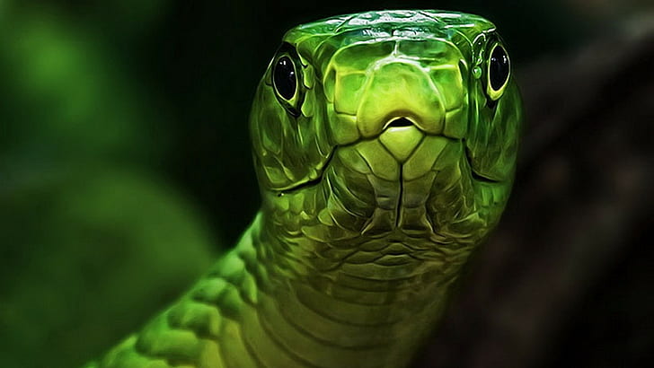 緑のヘビHD、緑のヘビ、クローズアップ、緑、ヘビ、 HDデスクトップの壁紙