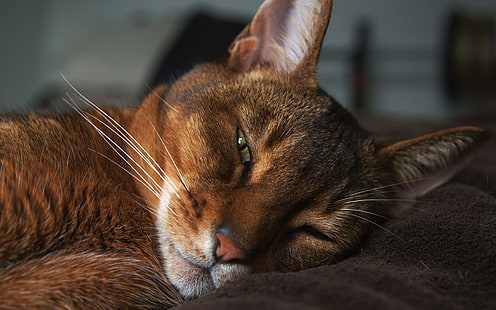 Абисинска котка, абисинска, сънлива, разкошна, HD тапет HD wallpaper
