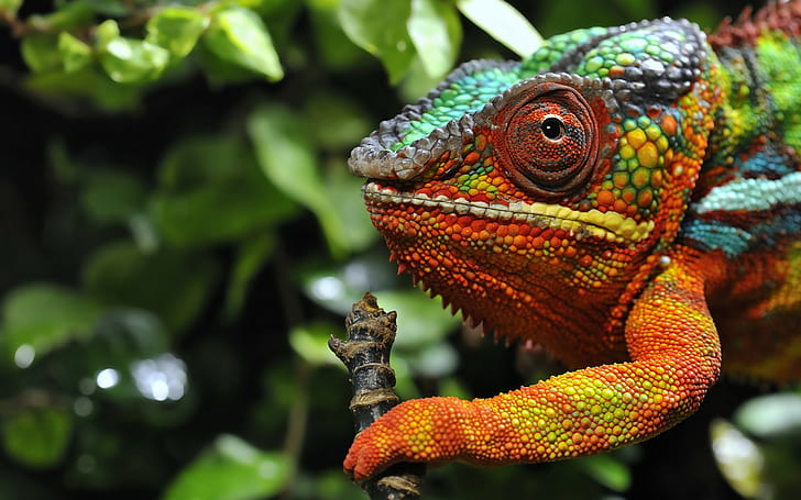 bunglon, reptil, berwarna-warni, Wallpaper HD