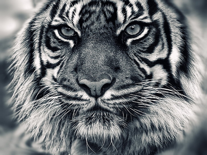 visage de tigre, tigre, animaux, monochrome, Fond d'écran HD