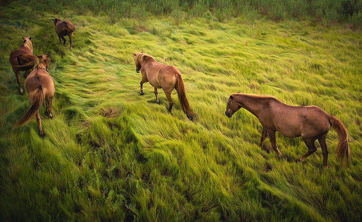 binatang, kuda, rumput, Wallpaper HD
