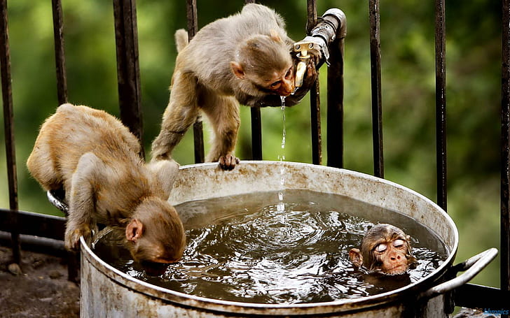 Monkeys In The Water, three brown monkeys, water, primates, animals, monkeys, HD wallpaper