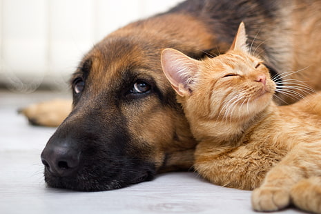оранжевый полосатый кот, кот, взгляд, собака, дружба, HD обои HD wallpaper