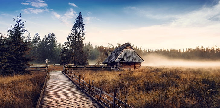 house near trees, nature, landscape, cabin, mist, fall, forest, walkway, dry grass, pine trees, HD wallpaper