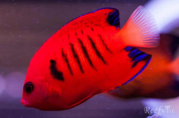 angelfish, nyala api, samudra, laut, tropis, bawah air, Wallpaper HD