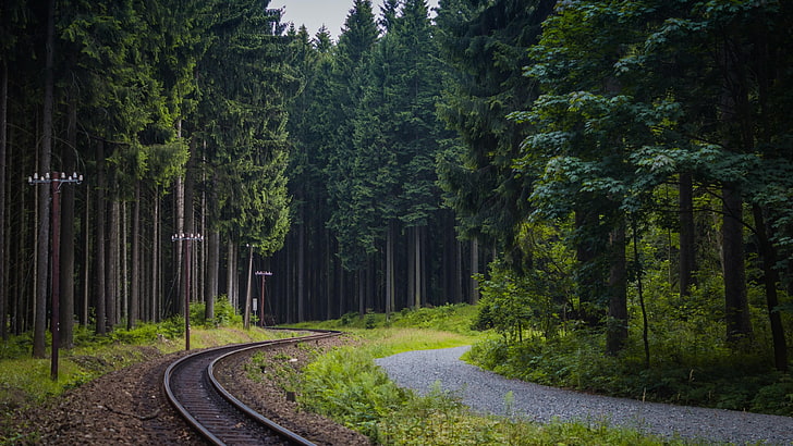 следы, поезд, лес, тропинка, дерево, лесистая местность, дорога, еловый лес, HD обои