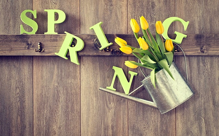 Primavera tulipas molhando, primavera, tulipas, molhando, HD papel de parede