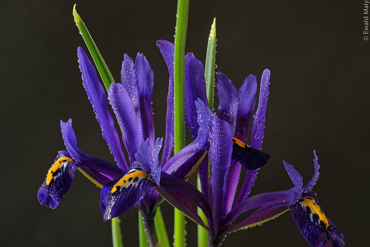 selektiv fotografering av lila kronblad, Iris, selektiv, fotografi, lila, blomma, Österrike, natur, växt, närbild, HD tapet