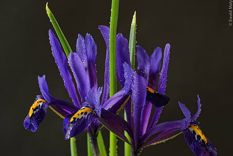 fotografi selektif dari bunga ungu petaled, Iris, selektif, fotografi, ungu, bunga, Austria, alam, tanaman, close-up, Wallpaper HD HD wallpaper