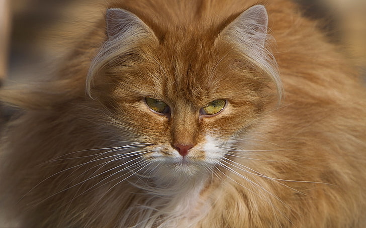длинношерстная коричневая кошка, кот, взгляд, пушистый, рыжий, HD обои