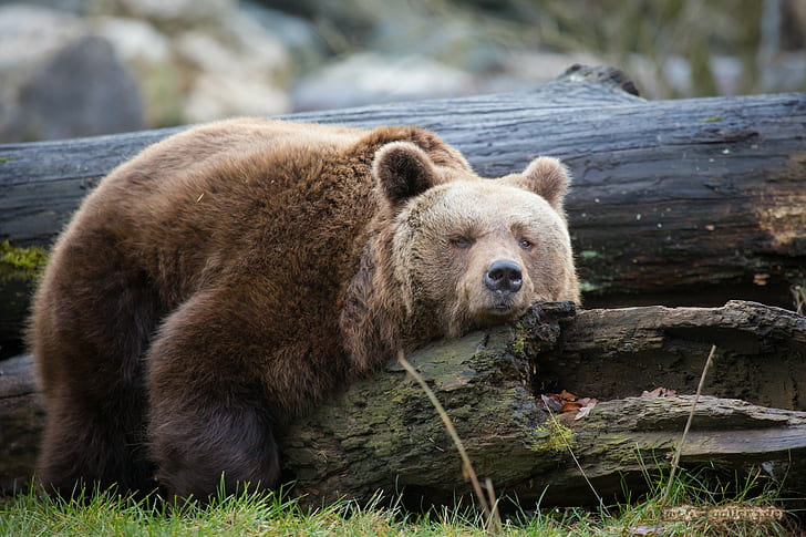 Bear resting trunk, brown bear, trunk, wood, resting, Bear, HD wallpaper
