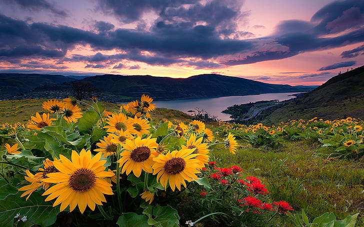 Sunrise Spring Wild Flower Rowena Crest Gorge of the Columbia River Computer P Wallpaper for Desktop 1920 × 1200, HD тапет