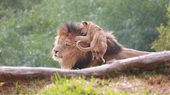 singa dewasa dan cub, wajah, melompat, permainan, Leo, keluarga, ayah, pasangan, kucing liar, singa, cub, singa, meringis, Wallpaper HD HD wallpaper
