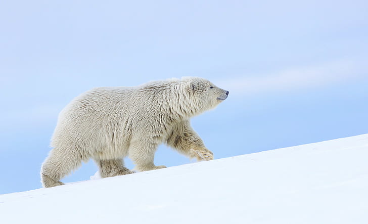 Urso polar, Alasca, neve, urso, Alasca, urso polar, HD papel de parede