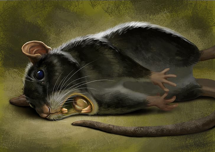 Black, rodent, Tail, Rat, HD wallpaper
