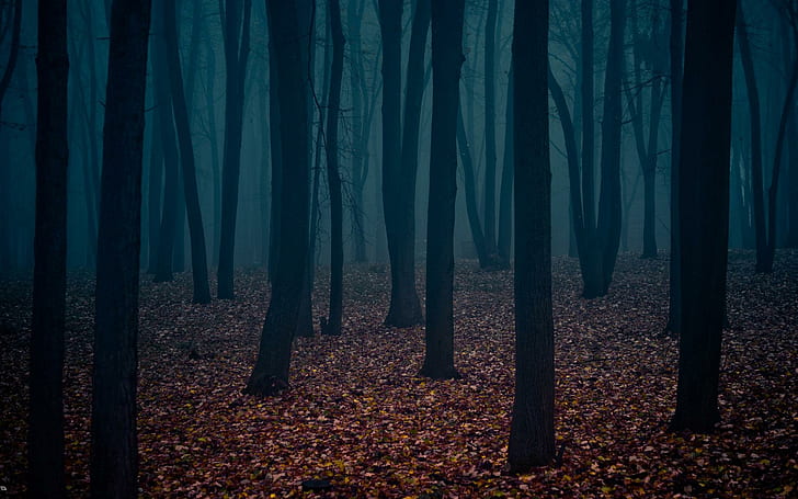 Одинокий темный лес HD, 1920x1200, одинокий, темный, лес, HD обои