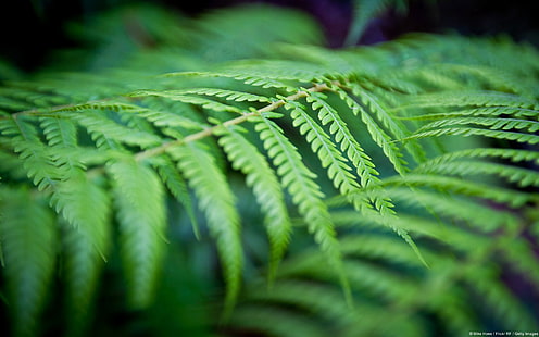 Green ferns-Windows 10 HD Wallpaper ، نبات السرخس الأخضر في بوسطن، خلفية HD HD wallpaper