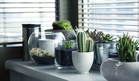 cacti, decoration, flora, houseplants, indoors, plants, pot plants, pots, succulent, table, vases, window, HD wallpaper HD wallpaper