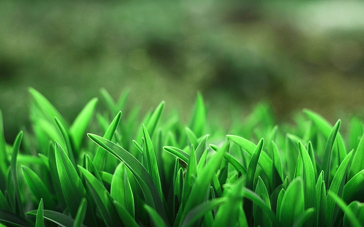 зелени листни растения, селективен фокус снимка на зелени листни растения, трева, макро, растения, замъглени, природа, HD тапет