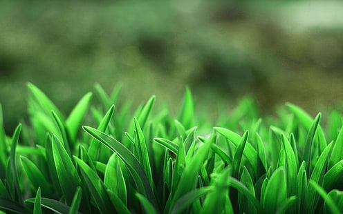 green leafed plants, selective focus photo of green leaf plants, grass, macro, plants, blurred, nature, HD wallpaper HD wallpaper
