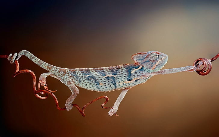Chameleon Funny, chameleon, funny, HD wallpaper